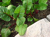 Shan's Garden pt. 2
